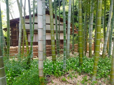 三溪園に投稿された画像（2023/6/7）