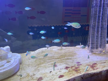 横浜ランドマークタワー 69階展望フロア スカイガーデンに投稿された画像（2023/6/7）