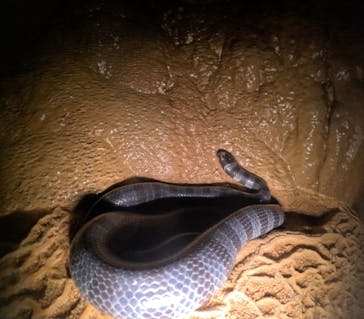 宮古島 ADVENTURE PiPi（ミヤコジマ アドベンチャー ピピ）に投稿された画像（2023/6/8）