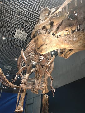 特別展「恐竜博2023」に投稿された画像（2023/6/8）