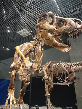 特別展「恐竜博2023」に投稿された画像（2023/6/8）