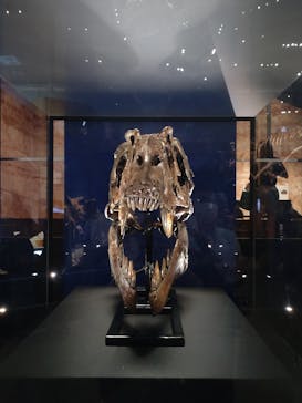 特別展「恐竜博2023」に投稿された画像（2023/6/8）