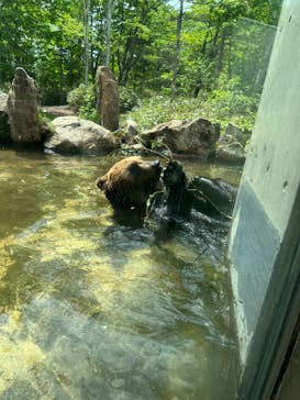 サホロリゾート　ベア･マウンテンに投稿された画像（2023/6/8）