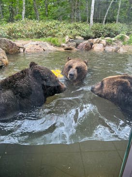 サホロリゾート　ベア･マウンテンに投稿された画像（2023/6/8）