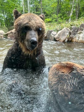 サホロリゾート　ベア･マウンテンに投稿された画像（2023/6/8）
