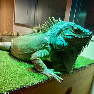 Moff animal cafe 小田原ダイナシティ店に投稿された画像（2023/6/8）