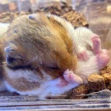 Moff animal cafe 小田原ダイナシティ店に投稿された画像（2023/6/8）