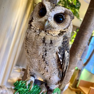 Moff animal cafe 小田原ダイナシティ店に投稿された画像（2023/6/8）