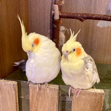 Moff animal cafe 小田原ダイナシティ店に投稿された画像（2023/6/8）