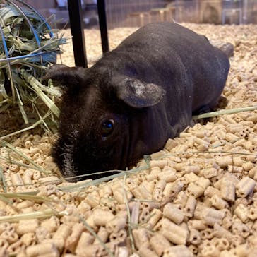 Moff animal cafe 小田原ダイナシティ店に投稿された画像（2023/6/8）