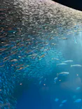名古屋港水族館に投稿された画像（2023/6/8）