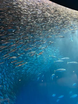 名古屋港水族館に投稿された画像（2023/6/8）