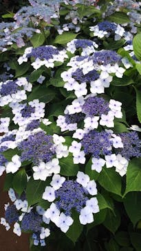 横浜イングリッシュガーデンに投稿された画像（2023/6/8）