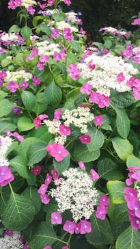 横浜イングリッシュガーデンに投稿された画像（2023/6/8）