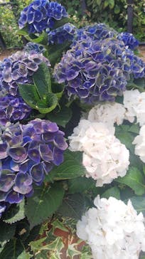 横浜イングリッシュガーデンに投稿された画像（2023/6/8）