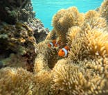 宮古島 ADVENTURE PiPi（ミヤコジマ アドベンチャー ピピ）に投稿された画像（2023/6/8）