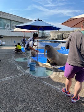 大分マリーンパレス水族館 「うみたまご」に投稿された画像（2023/6/8）
