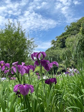 三溪園に投稿された画像（2023/6/8）