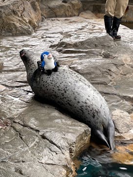 しながわ水族館に投稿された画像（2023/6/9）