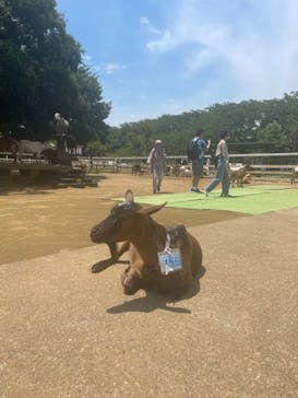 成田ゆめ牧場に投稿された画像（2023/6/9）