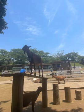 成田ゆめ牧場に投稿された画像（2023/6/9）