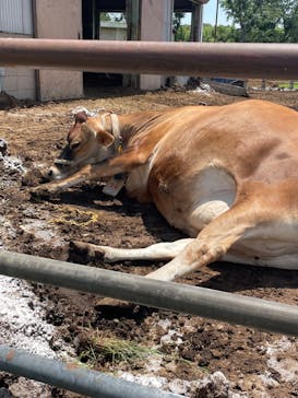 成田ゆめ牧場に投稿された画像（2023/6/9）