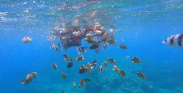 武藤潜水に投稿された画像（2023/6/9）