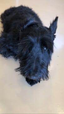 世界の名犬牧場に投稿された画像（2023/6/9）