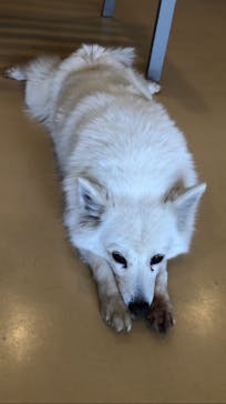 世界の名犬牧場に投稿された画像（2023/6/9）