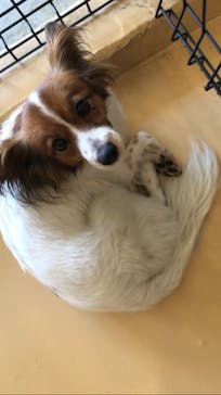 世界の名犬牧場に投稿された画像（2023/6/9）