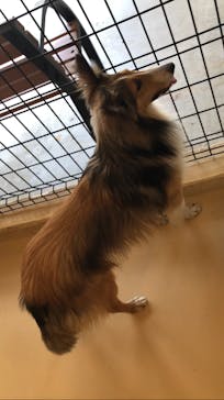 世界の名犬牧場に投稿された画像（2023/6/9）