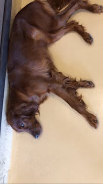 世界の名犬牧場に投稿された画像（2023/6/9）