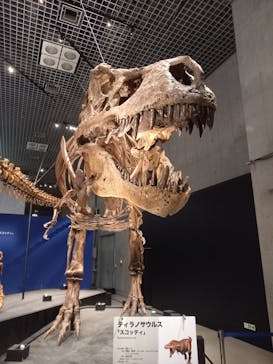特別展「恐竜博2023」に投稿された画像（2023/6/9）