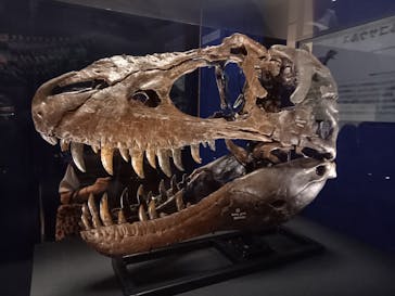 特別展「恐竜博2023」に投稿された画像（2023/6/9）