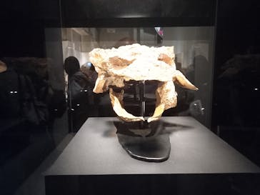 特別展「恐竜博2023」に投稿された画像（2023/6/9）