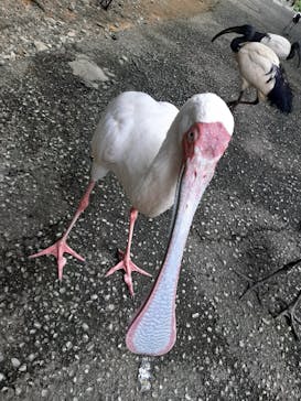 ネオパークオキナワに投稿された画像（2023/6/9）