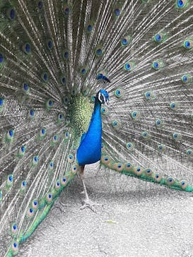 ネオパークオキナワに投稿された画像（2023/6/9）