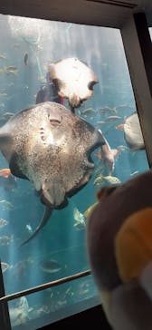 下田海中水族館に投稿された画像（2023/6/9）