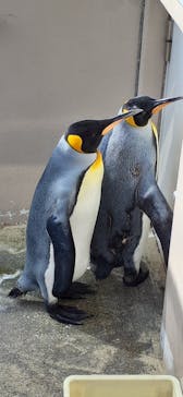 下田海中水族館に投稿された画像（2023/6/9）