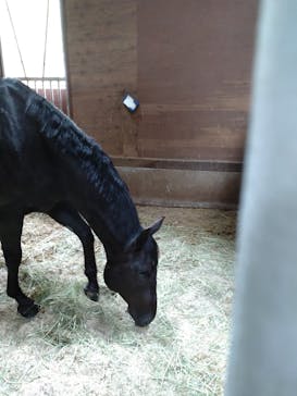 ノーザンホースパークに投稿された画像（2023/6/9）