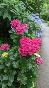 横浜イングリッシュガーデンに投稿された画像（2023/6/9）