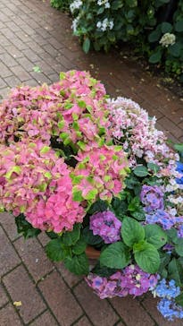 横浜イングリッシュガーデンに投稿された画像（2023/6/9）