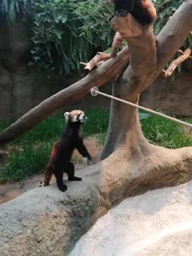 神戸どうぶつ王国に投稿された画像（2023/6/9）