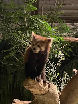 神戸どうぶつ王国に投稿された画像（2023/6/9）