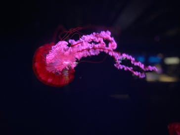 京都水族館に投稿された画像（2023/6/10）