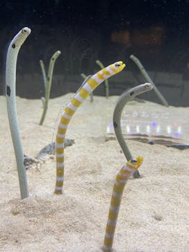 京都水族館に投稿された画像（2023/6/10）