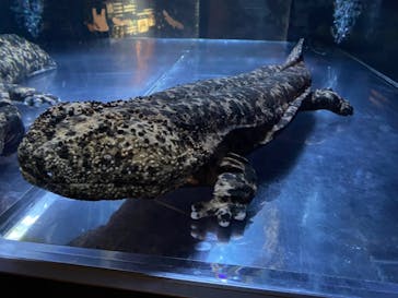 京都水族館に投稿された画像（2023/6/10）