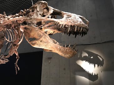 特別展「恐竜博2023」に投稿された画像（2023/6/10）
