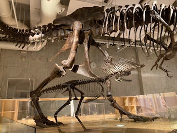 特別展「恐竜博2023」に投稿された画像（2023/6/10）