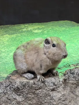 神戸どうぶつ王国に投稿された画像（2023/6/10）